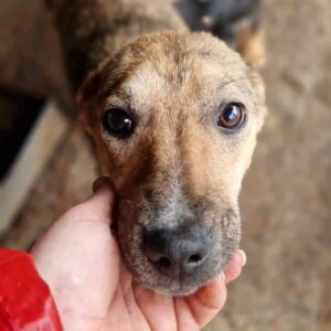 SINDY - reserviert Alexandra - vermittelt