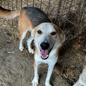 RANJI (♂) - ausgereist zum TH Lingen (PM)