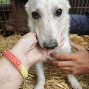 ARES - auf Pflegestelle in PLZ 9 ausgereist