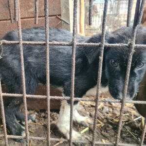 MABELLE - durchtrittig, erkältet - auf Pflegestelle in PLZ 31 *vermittelt*