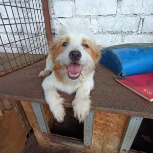 IDEFIX - ausgereist zur Tierhilfe Lebenswert