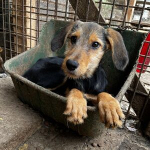 GRETEL - reist auf PS im PLZ Bezirk 61 - vermittelt