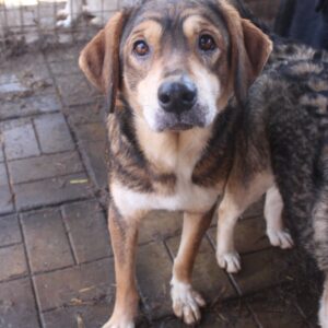 BOUNTY (♀) - vermittelt MH