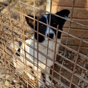 DARLEEN - Notfall - kommt nicht an Futter - reserviert IH DR 13.10. - vermittelt