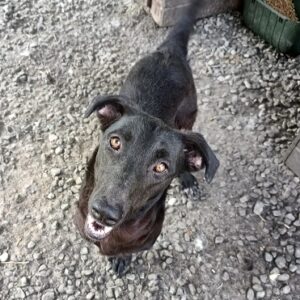 LINNE - rechtes Vorderbein amputiert - ausgereist zur Tierhilfe Lebenswert