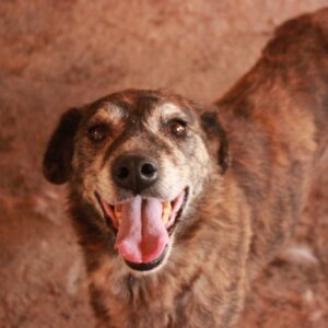 PRINCESSA - reserviert TH Gifhorn vermittelt