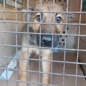 MR. BEANY - reserviert für THL (17.12.) - VERMISST 12/2022 (Najem stattdessen ausgereist)