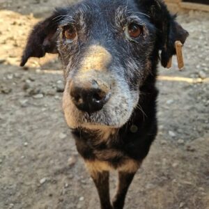 NEBBIA - die Oma baut ab - vermittelt Betty