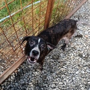 CETTINA - ausgereist zur Tierhilfe Lebenswert