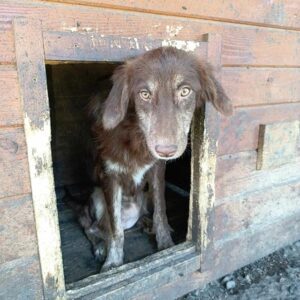 DARLING - vermittelt Alexandra