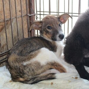 REHLEIN - reserviert Second Chance Dogs - vermittelt