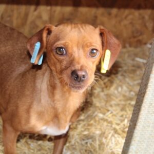 BARBARELLA - reserviert Tierhilfe Lebenswert DR 04.11. - vermittelt