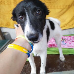 AMARENA - auf Pflegestelle in PLZ 5 ausgereist