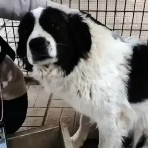 BERTHA - vermittelt Manuela