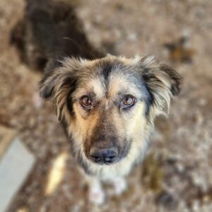 ADYNA - Notfall: hat stark abgebaut - vermittelt Alexandra