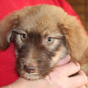 SITARA - reserviert Tierhilfe Lebenswert DR 20.02. - vermittelt