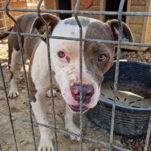 SIROS (♂) - Staff (Mix)