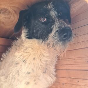 JOURNEY - vermisst 11/24