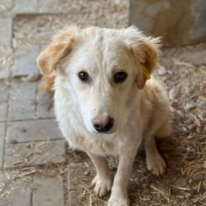 JAMIL - vermisst 04/2023