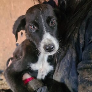 CHIDO - zu dünn! - reserviert für Tierhilfe Lebenswert (14.01.) - vermisst 01/2023