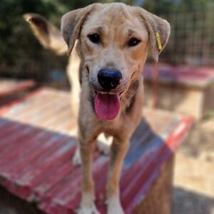 HEINZ (♂) - seit mind. 2023 im Shelter