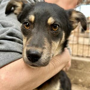 KANCHI - auf PDR PS im PLZ Bezirk 71 - vermittelt