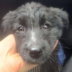 MIRYAM - reserviert TH Wannigsmühle vermittelt