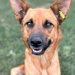 GOLDIE (♀) - ausgereist zu Vierbeiner in Not