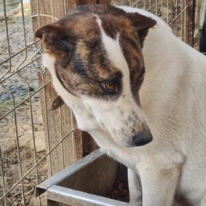 TAMI - vermisst 11/24