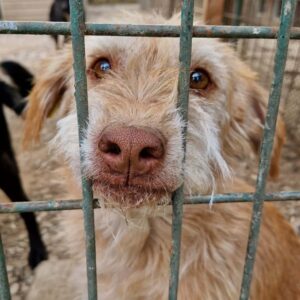 MICKY - ganz verzweifelt - reserviert TH Wannigsmühle vermittelt