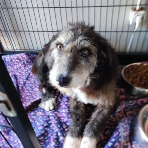 RINAH - reserviert TH Wannigsmühle vermittelt