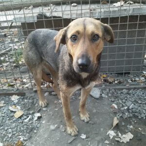 SURVINA - seel. Notfall - auf Pflegestelle in PLZ 3 *vermittelt*