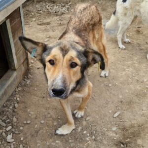 LISSA - Notfall - kommt nicht ans Futter, abgemagert - rechte Vorderpfote verdreht und instabil - reserviert IH DR 15.10. - vermittelt