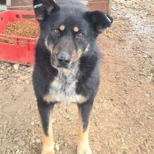 JESSE (⚤) - vermisst 11/24