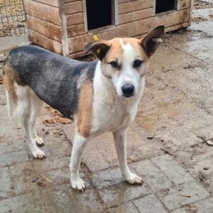 ISIS - vermisst 11/24