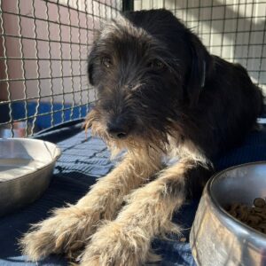 LINY - auf Pflegestelle in PLZ 1 *vermittelt*