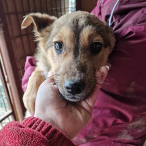 SEM (♂) - vermisst 05/2023