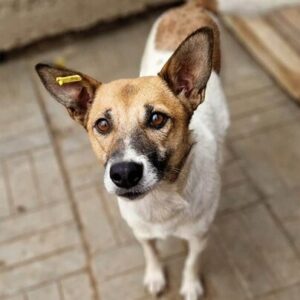 BABETTY (♀) - ausgereist zum TST Rösrath (AL)