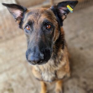 NIELS - seelischer Notfall - vermittelt Manuela