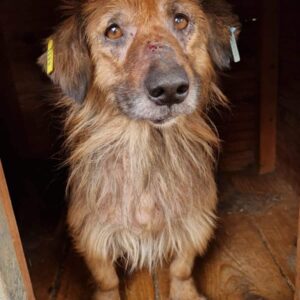 SILVIO - Notfall-Opi - reserviert für TINO clinic - vermittelt