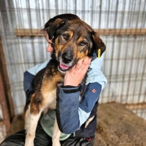 MAC (♂) - Seelischer Notfall!- geschwollenes Bein, verzweifelt ohne Menschen! - sollte zeitnah reisen