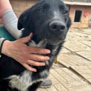 BEKE (♀) - auf PDR PS im PLZ Bezirk 53 - vermittelt