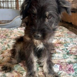 SMUTJE - reserviert Vierbeiner in Not - vermittelt