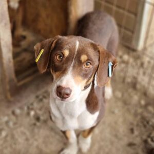 TOFFEY - reserviert MD - vermittelt