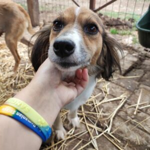 GINI - reserviert TST Rösrath 08.09 vermittelt