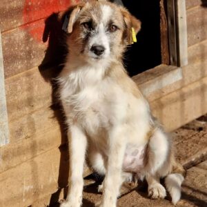 KALA - bereits recht scheu, sollte dringend ausreisen - reserviert TINO - vermittelt