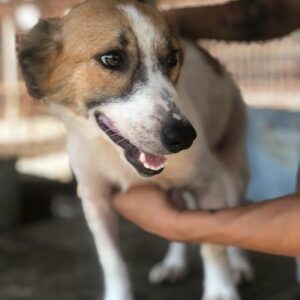 IVITA - schlimme Hautprobleme - auf PDR PS im PLZ Bezirk 49 - vermittelt