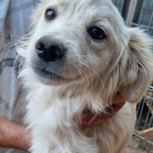 JOSCHY - ausgereist zur Tierhilfe Lebenswert