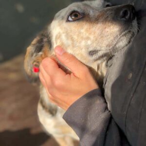 HANNI - auf Pflegestelle in PLZ 3 *vermittelt*