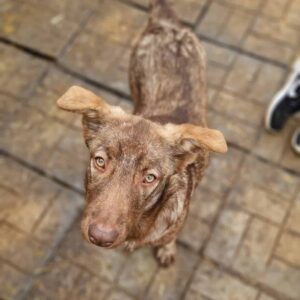 CINNAMON - auf Pflegestelle in PLZ 7 *vermittelt*